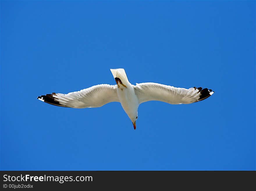 Adorable seagull soaring in the blue-blue sky. Adorable seagull soaring in the blue-blue sky