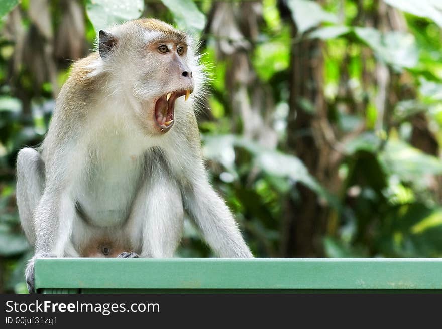 Monkey s yawn