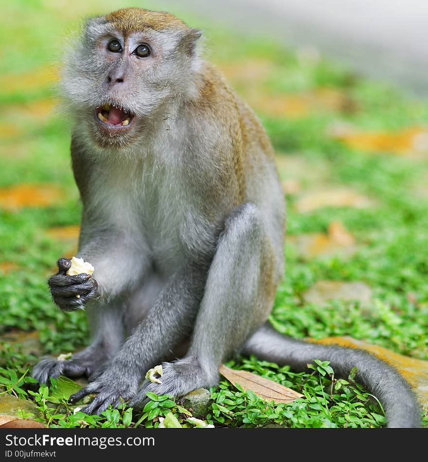 A monkey feeds on a banana he just plucked. A monkey feeds on a banana he just plucked