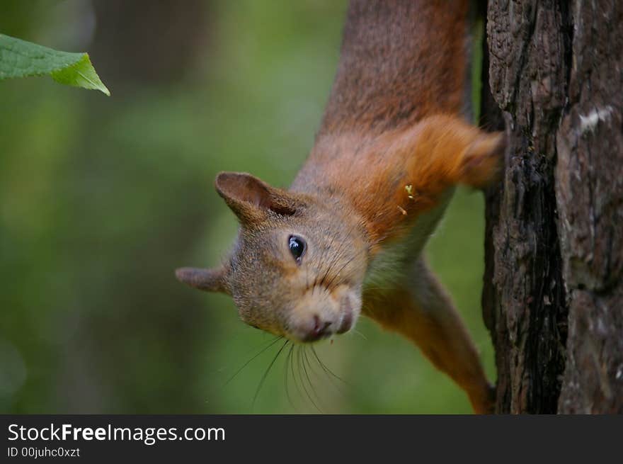 Fiber on a tree, Fauna