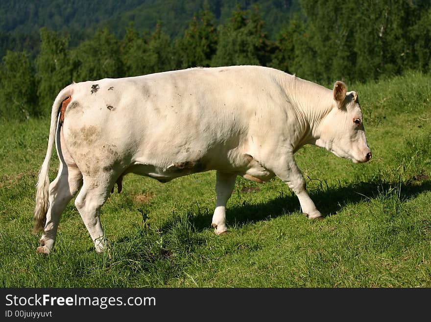 Lonely Cow On Meadow