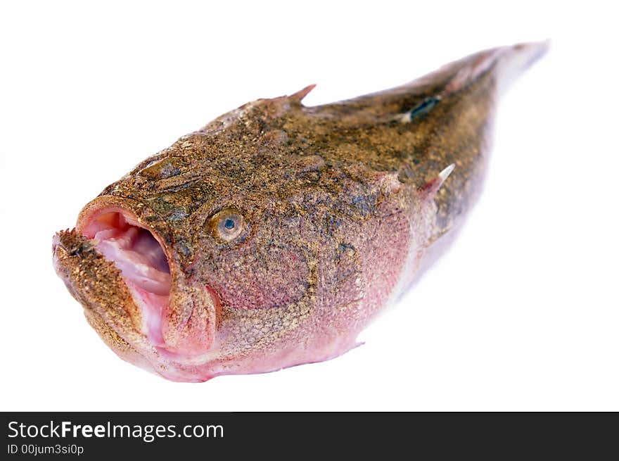 Sea fish isolated on white background.