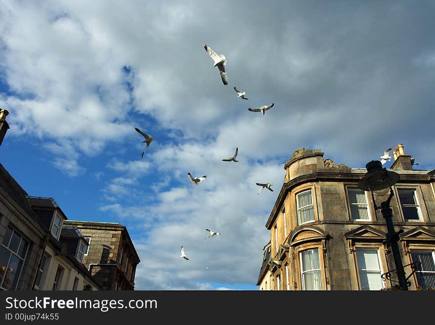 Seagulls flight over city.