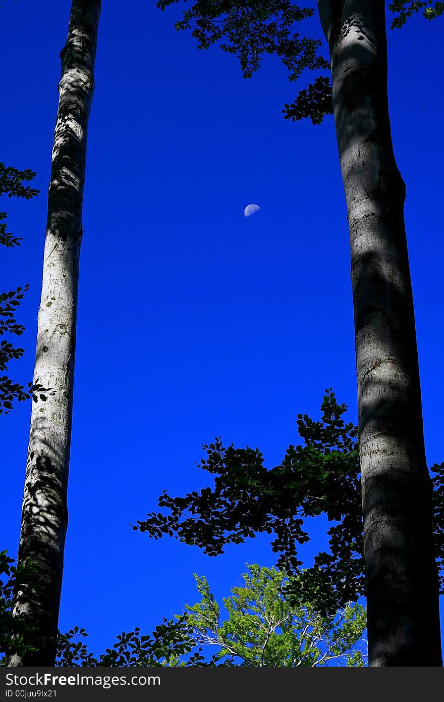 Moon and beeches