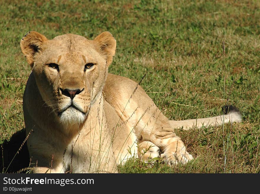 A female African lioness basks in the afternoon sun.