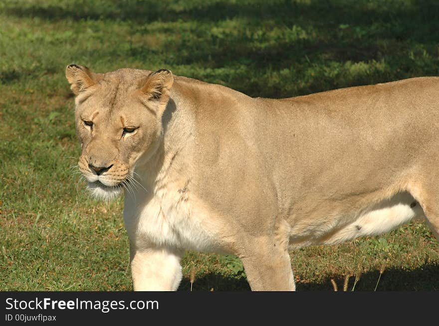 A female lions appears to be very interested in something. A female lions appears to be very interested in something.