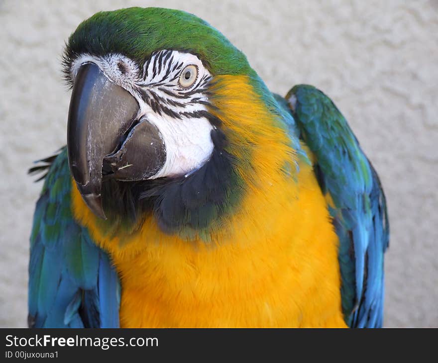 Paco A Military Macaw