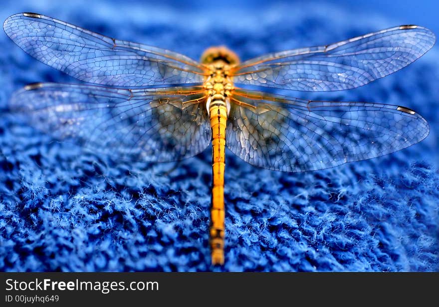 Macro shot of a dragonfly on a blue background. Macro shot of a dragonfly on a blue background