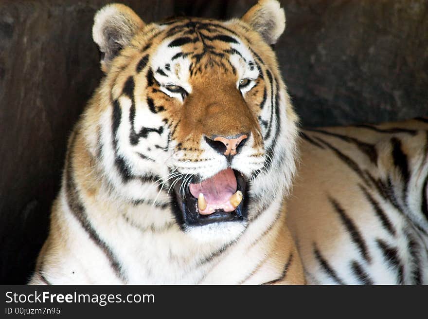 Portrait of a siberian tiger