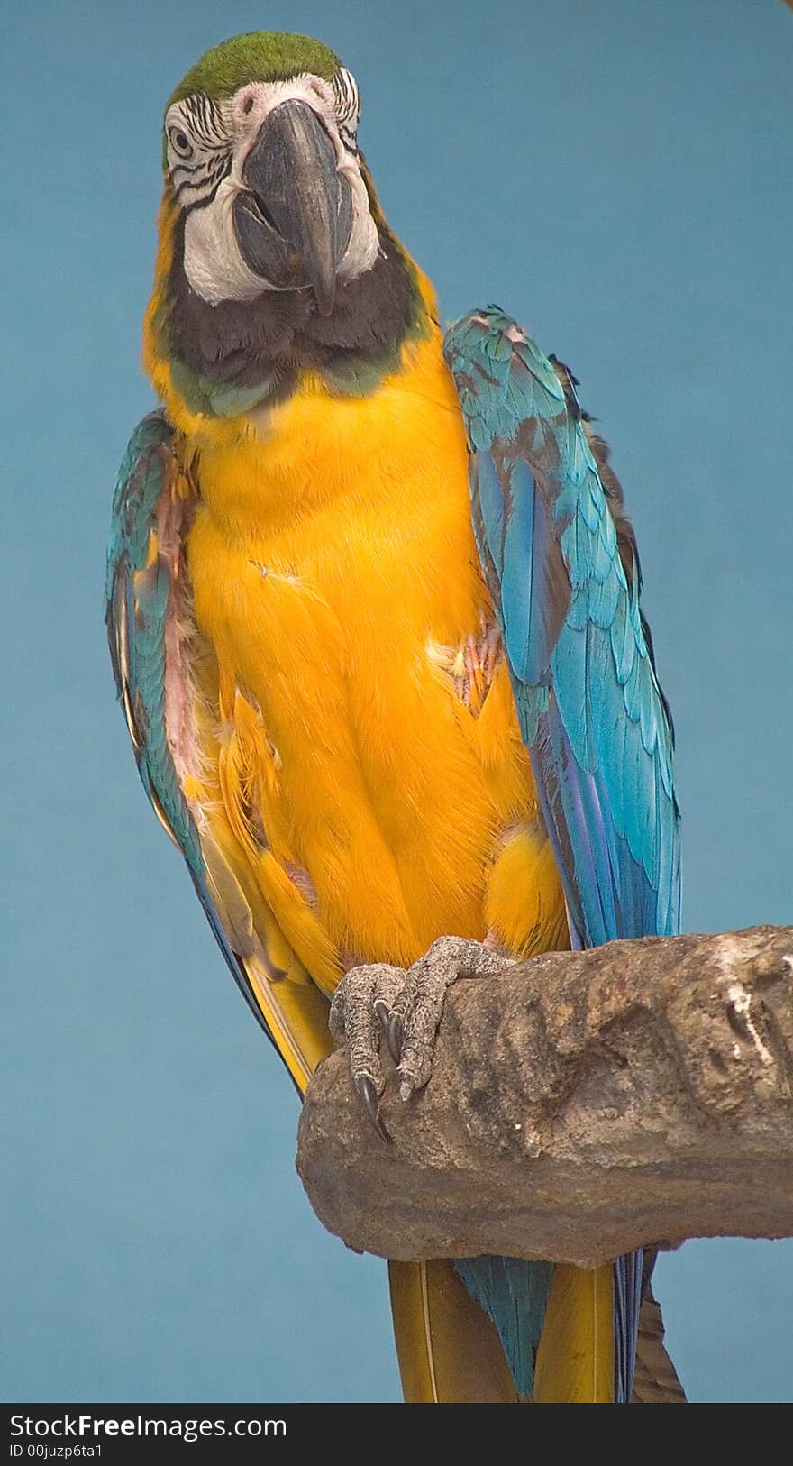 Blue and yellow macaw 1