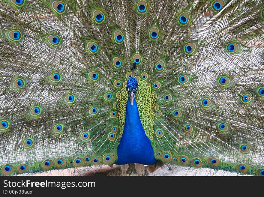 A colourful peafowl taken in havana cuba