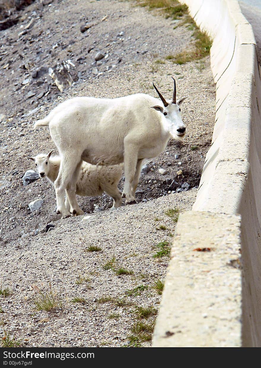 Mountain Goats