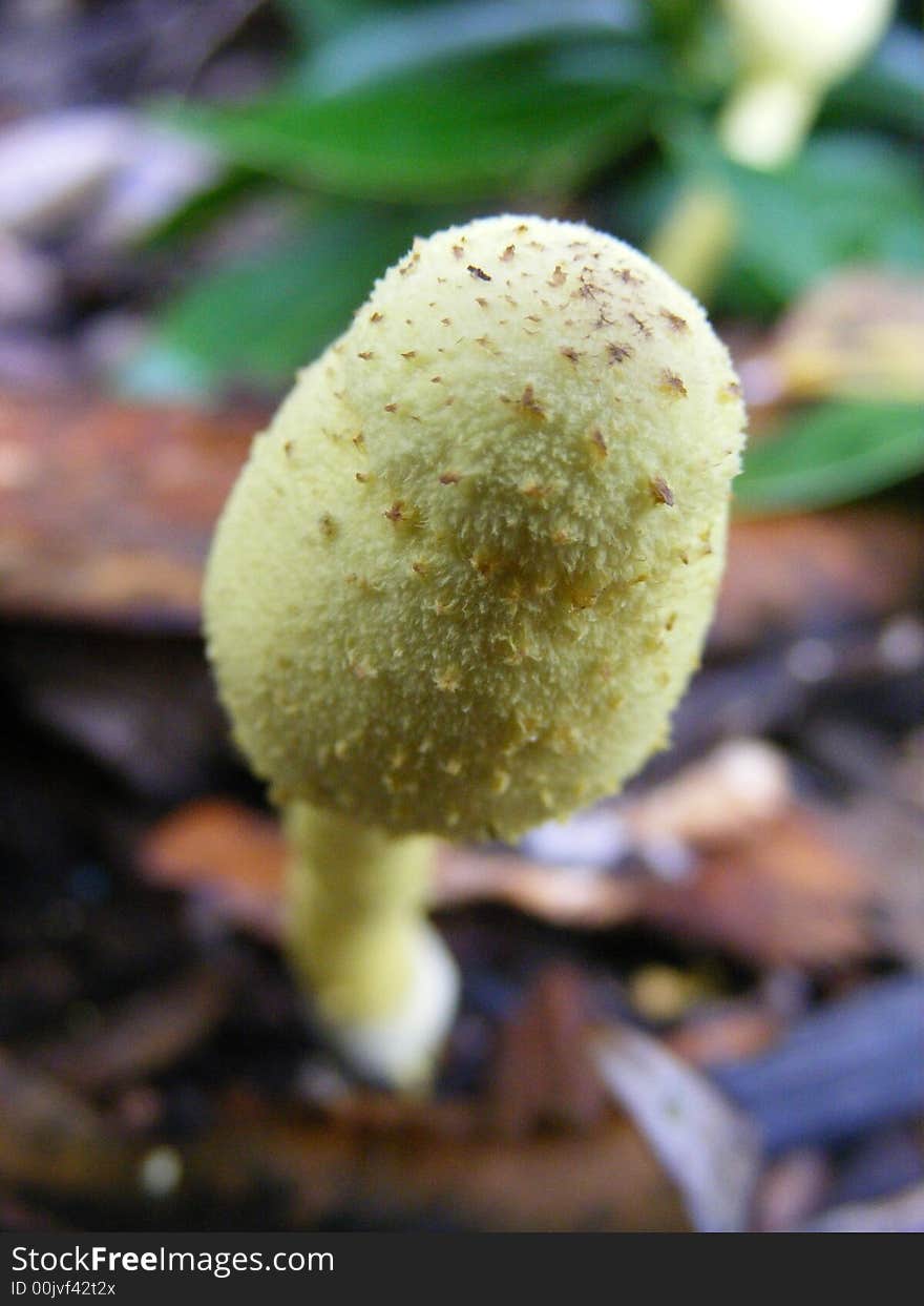 Detail of a mushroom cap.