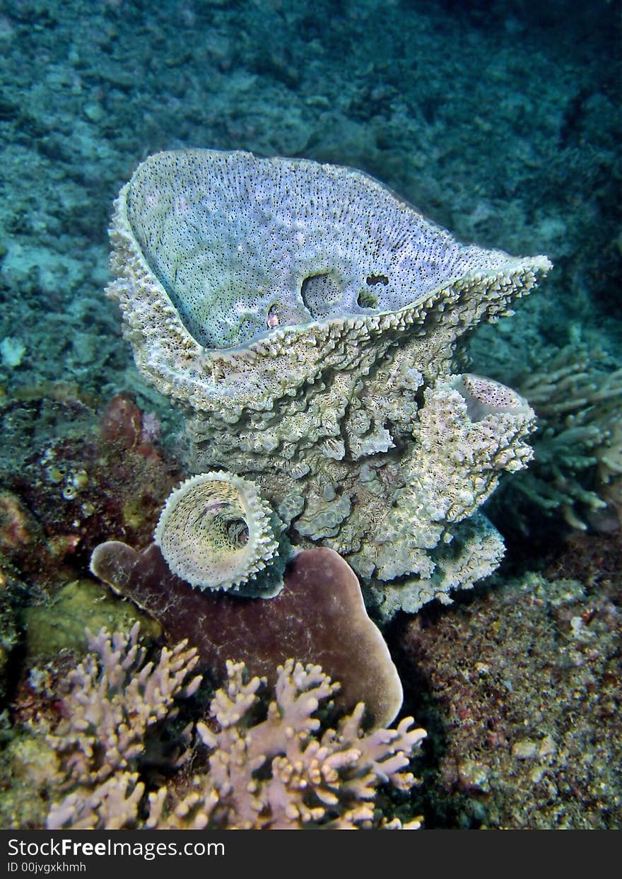 Sponges are an ancient and highly successful group of animals. They have been living in the waters of the world for more than 600 million years. Sponges are an ancient and highly successful group of animals. They have been living in the waters of the world for more than 600 million years.