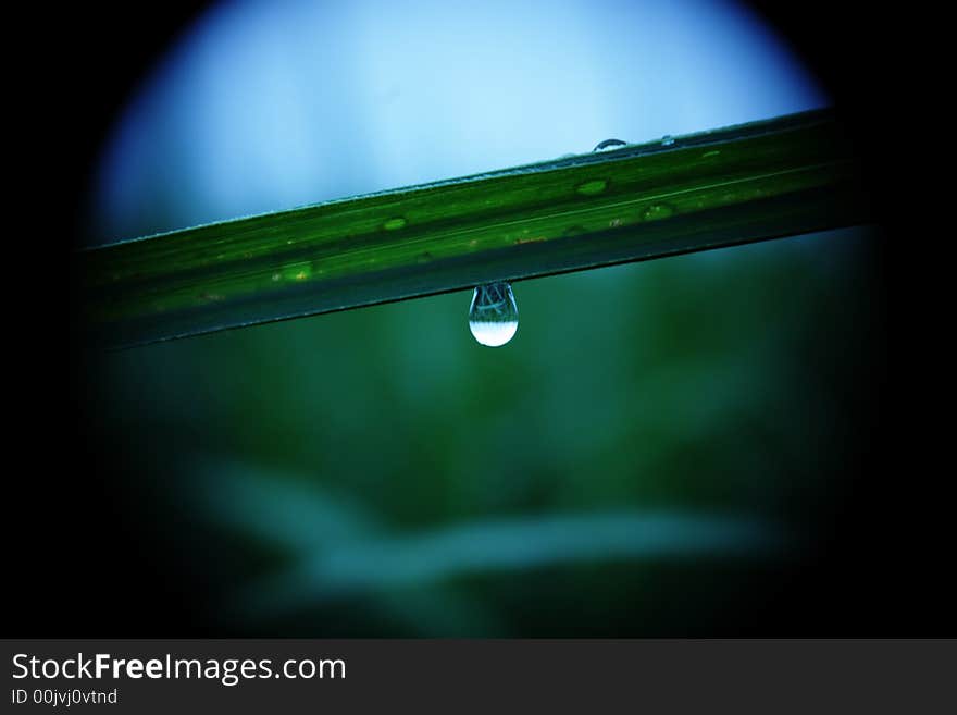 A dew drop on gross