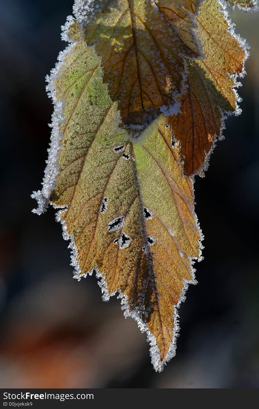 Frost On Fall Leaves