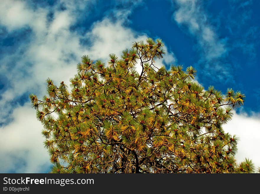 Fir tree with pinecones in a partly cloudy sky. Fir tree with pinecones in a partly cloudy sky