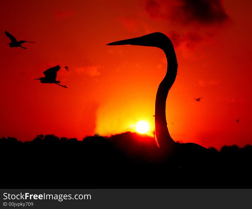 Silhouette of great heron at sunrise with birds in flight in the background. Silhouette of great heron at sunrise with birds in flight in the background