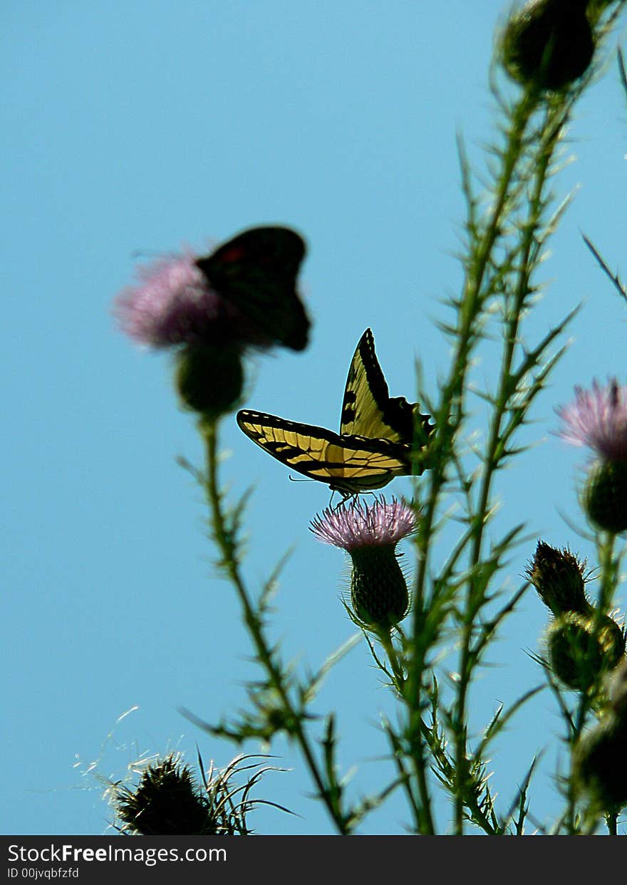 Eastern tiger swallowtail butterfly perched on thistle bloom. Eastern tiger swallowtail butterfly perched on thistle bloom