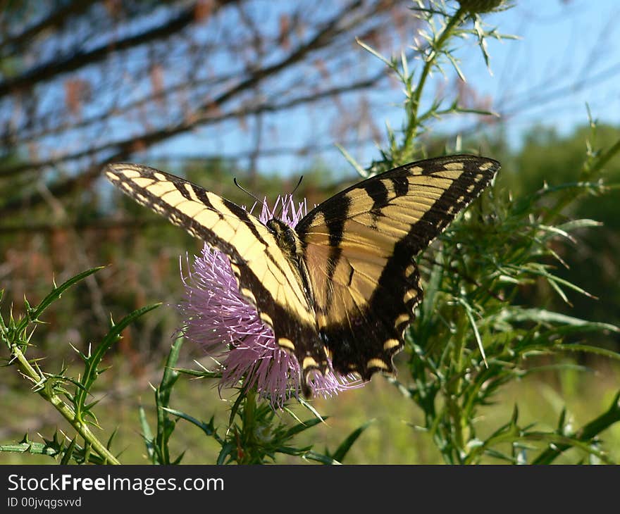 Tiger swallowtail on thistle