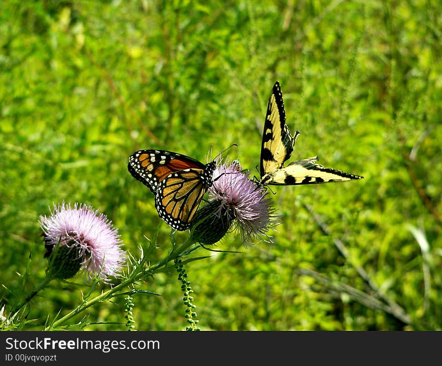 Tiger swallowtail and monarch