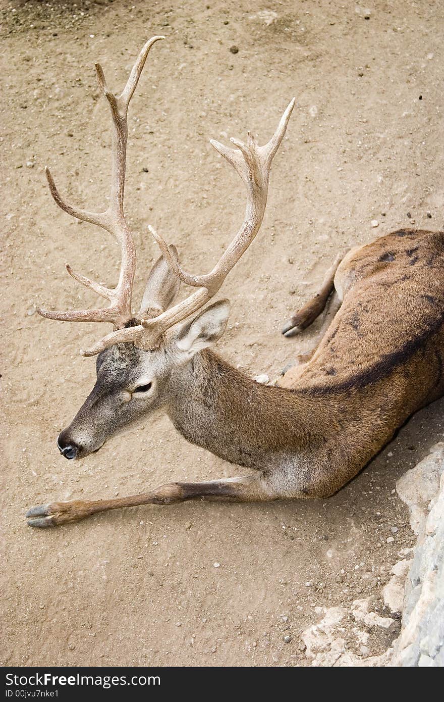 Rendear lie on dirt ground