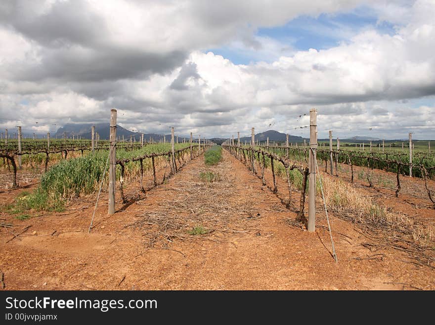 Dry Vineyards in the cold winter season Vineyards in the winter season waiting for the right season