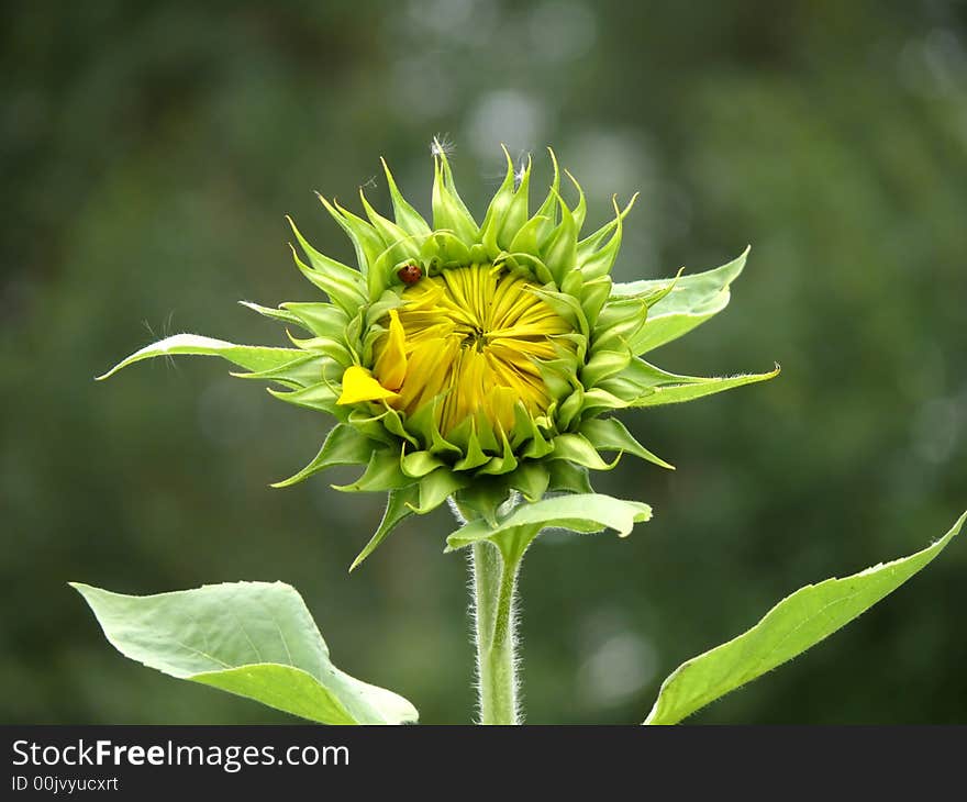 Sunflower