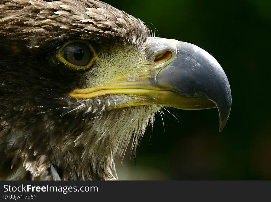 Close-up of a young bald eagle