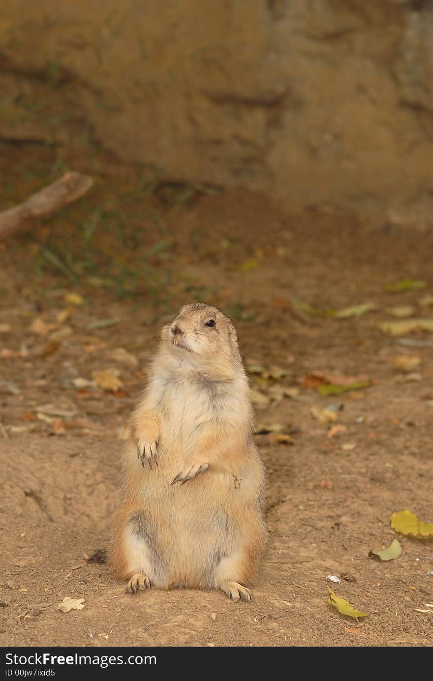 Prairie dog Day