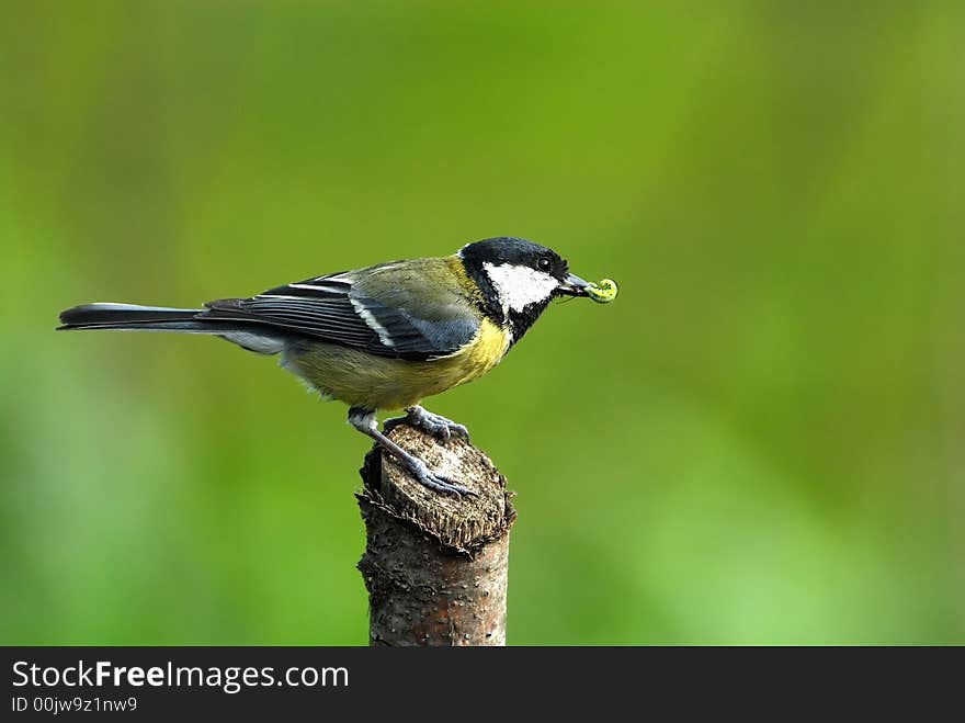 A lucky day both for bird and me. A lucky day both for bird and me