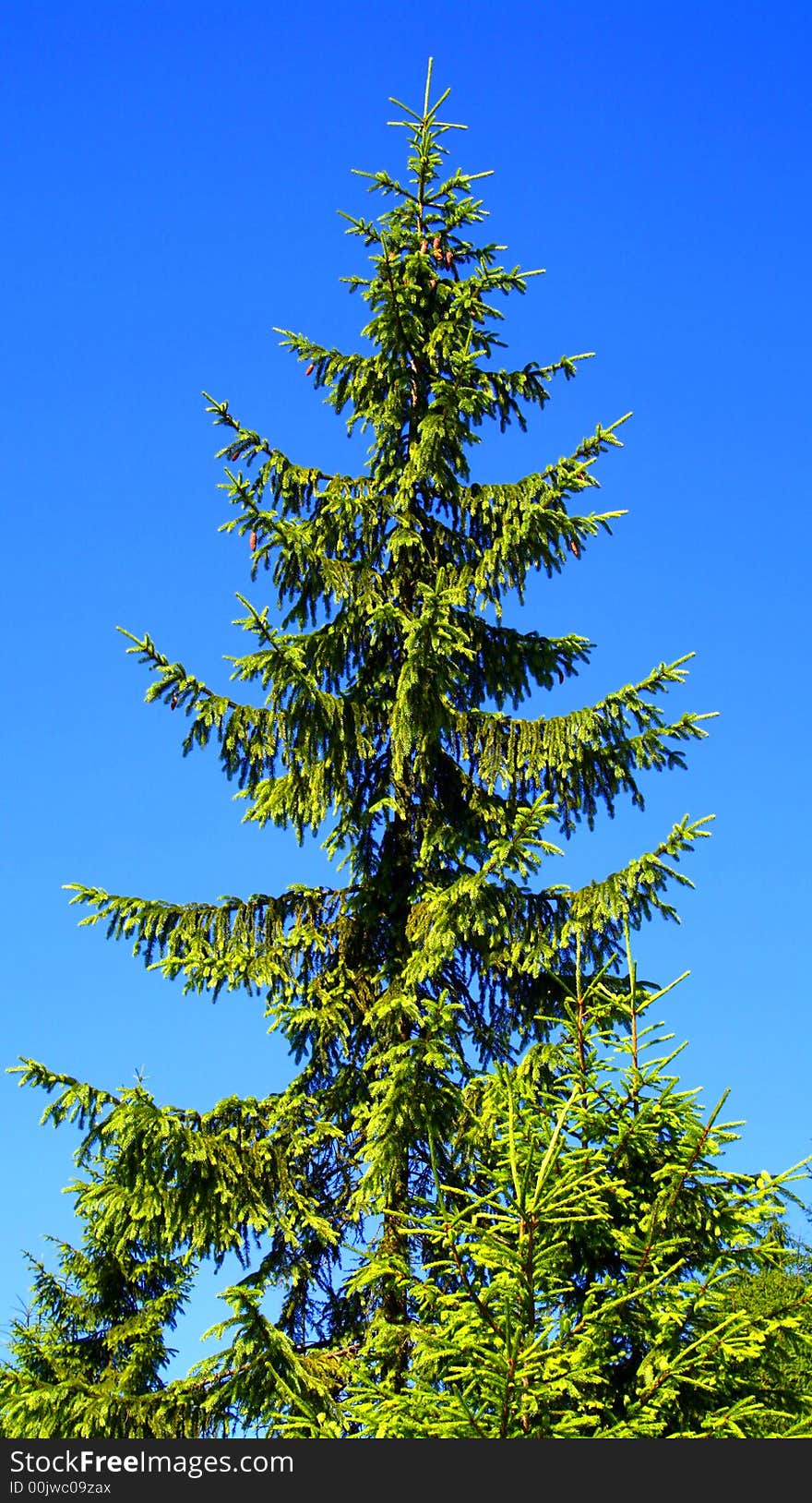 Fir Tree And The Sky