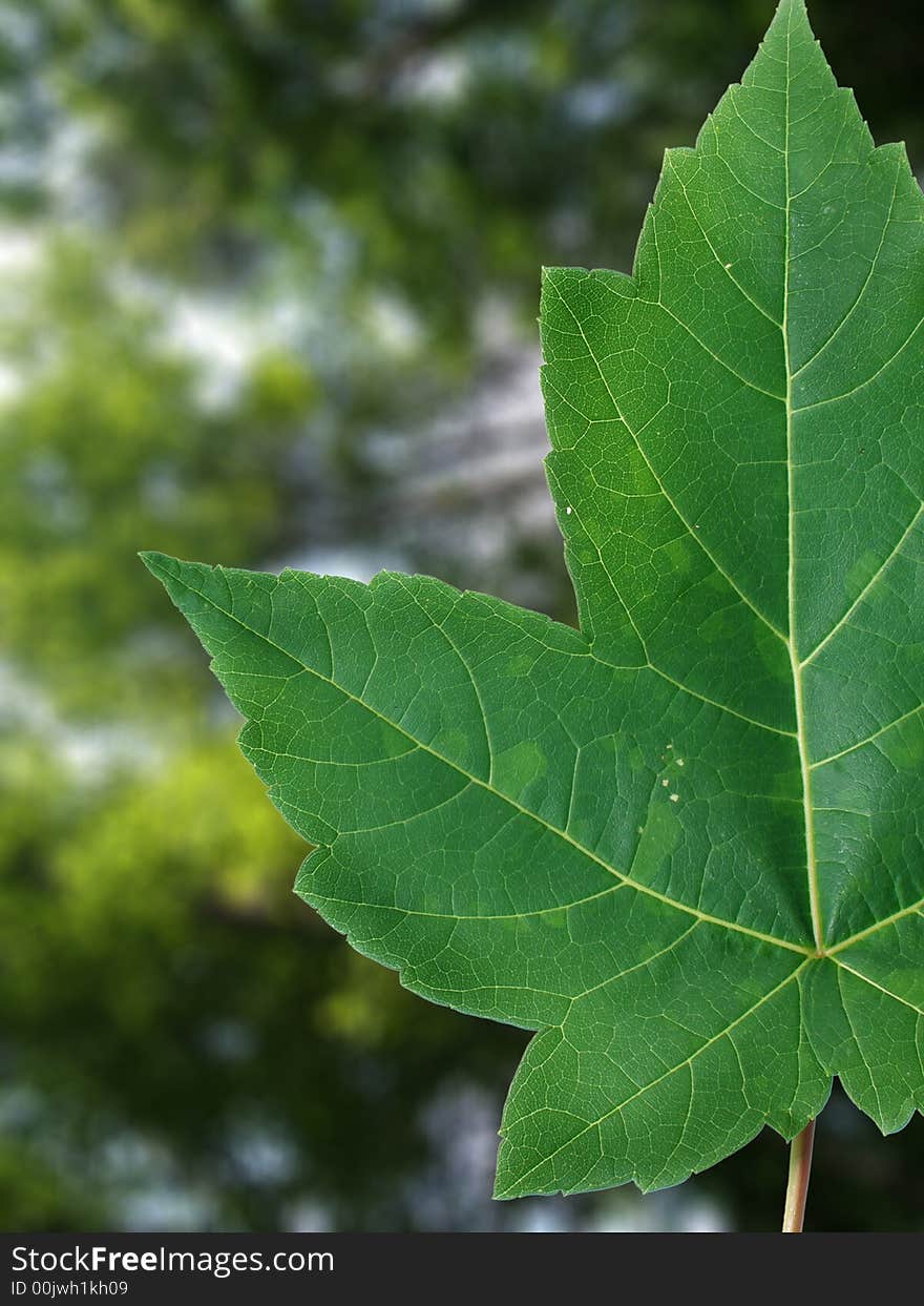 Focus on maple leaf with blur background. Focus on maple leaf with blur background