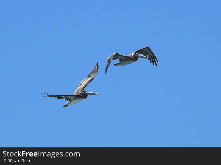 Two pelicans flying together on a blue sky background. Taken at Carmel River Beach California. Two pelicans flying together on a blue sky background. Taken at Carmel River Beach California