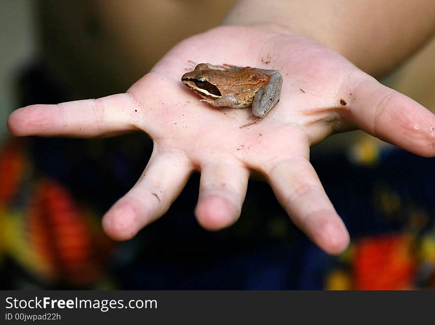 A Red Tree Frog my grandson found in the yard.