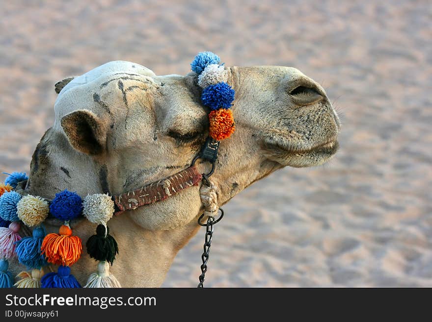 Camel having a rest on sand