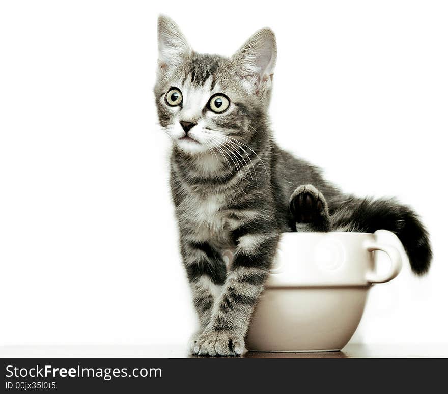 Kitten In A Bowl