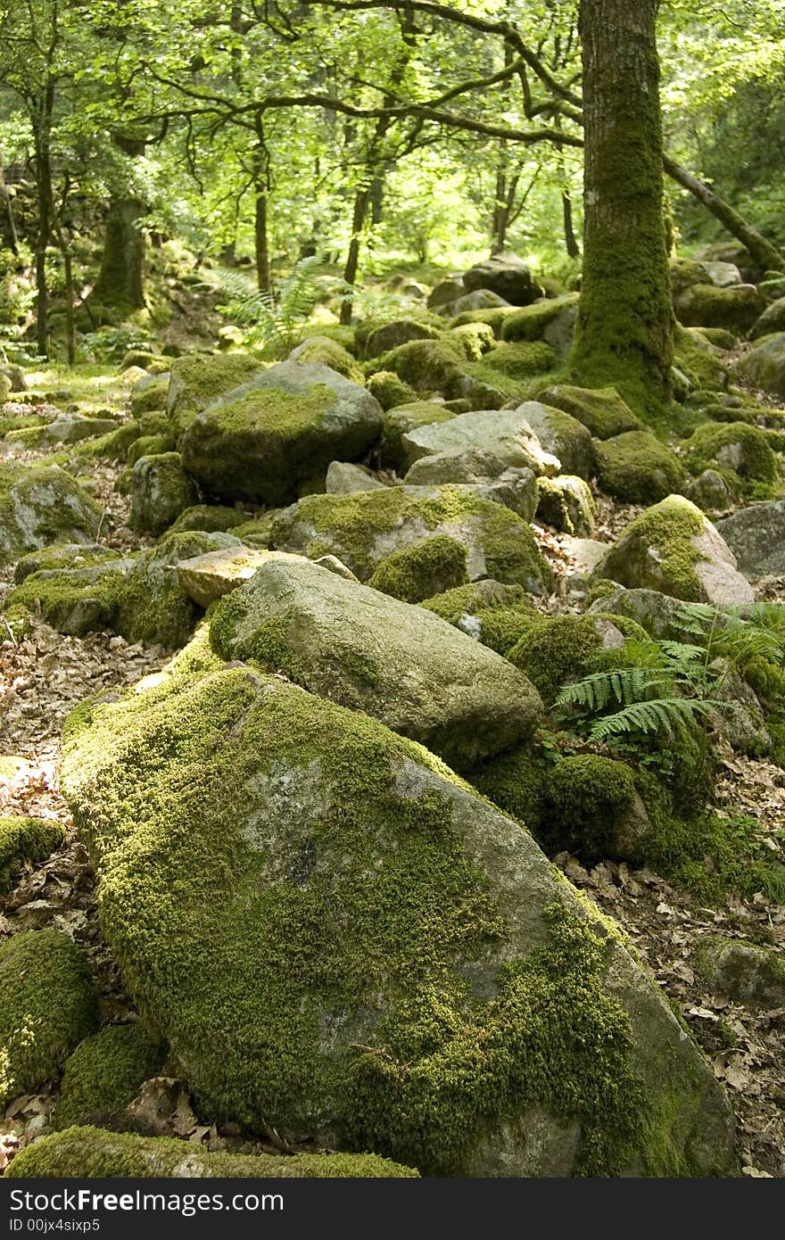 View of forest floor in a forest in Cumbria. View of forest floor in a forest in Cumbria