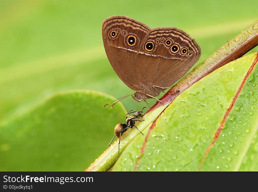 Dingy Bush Brown, Mycalesis perseus cepheus, Macro Butterfly