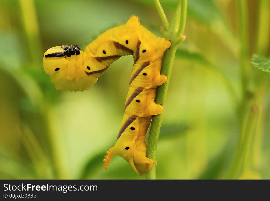 Yellow Caterpiller butterfly species in the weed