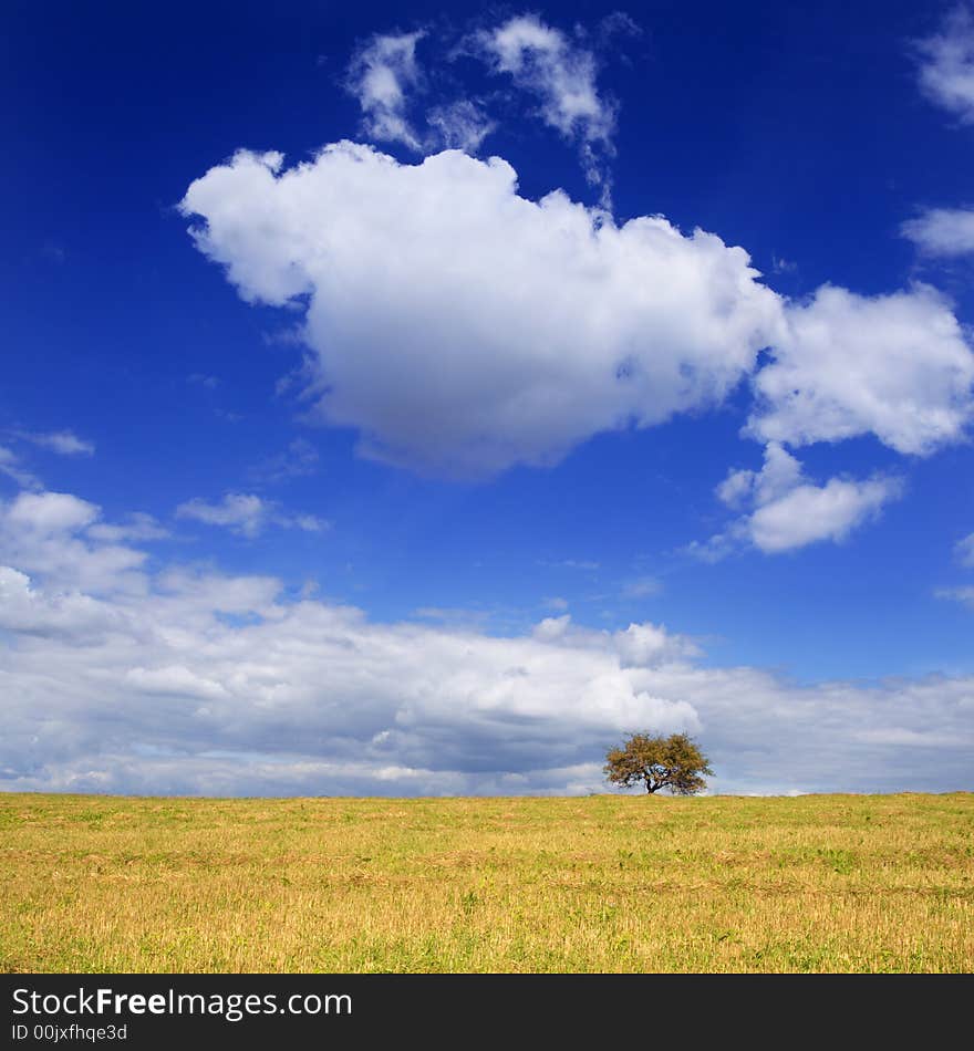 Yellow field, tree and blue sky with the clouds. Picture combined of two frames. Yellow field, tree and blue sky with the clouds. Picture combined of two frames.