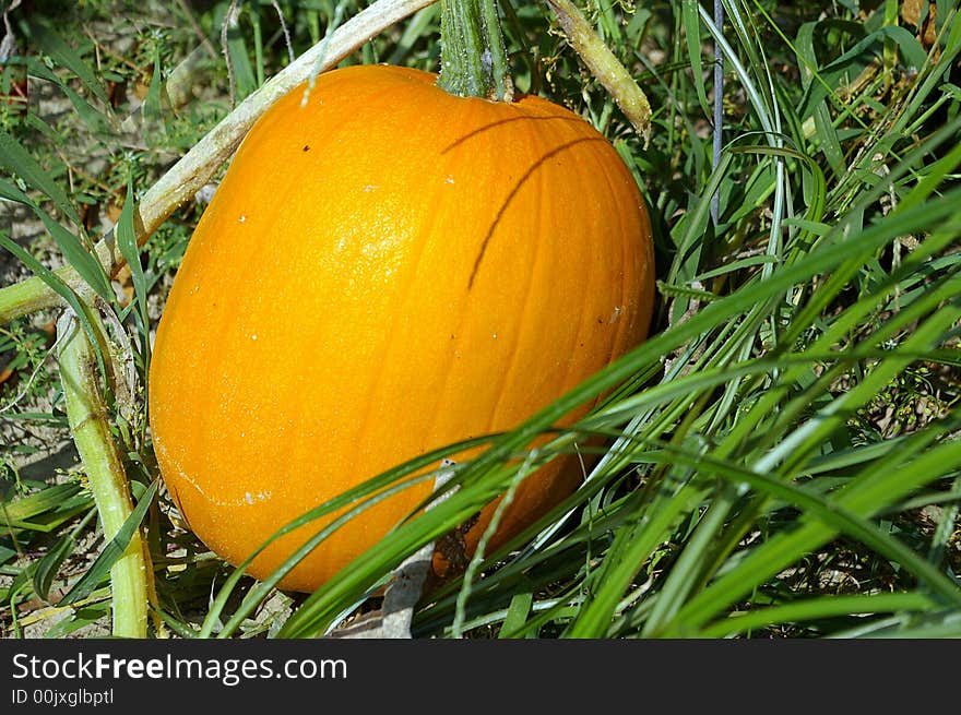 Pumpkin in grass