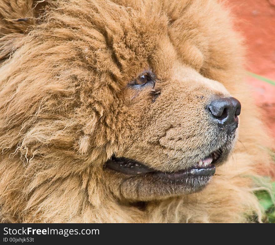 Chow-chow 1