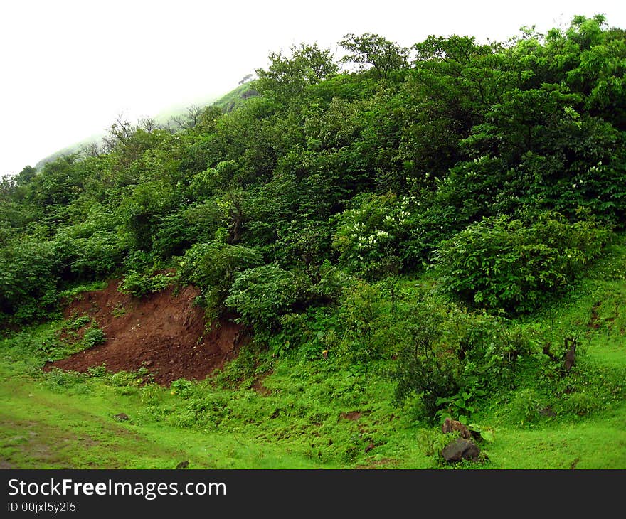 A chilling color of dark monsoon trees. A chilling color of dark monsoon trees.