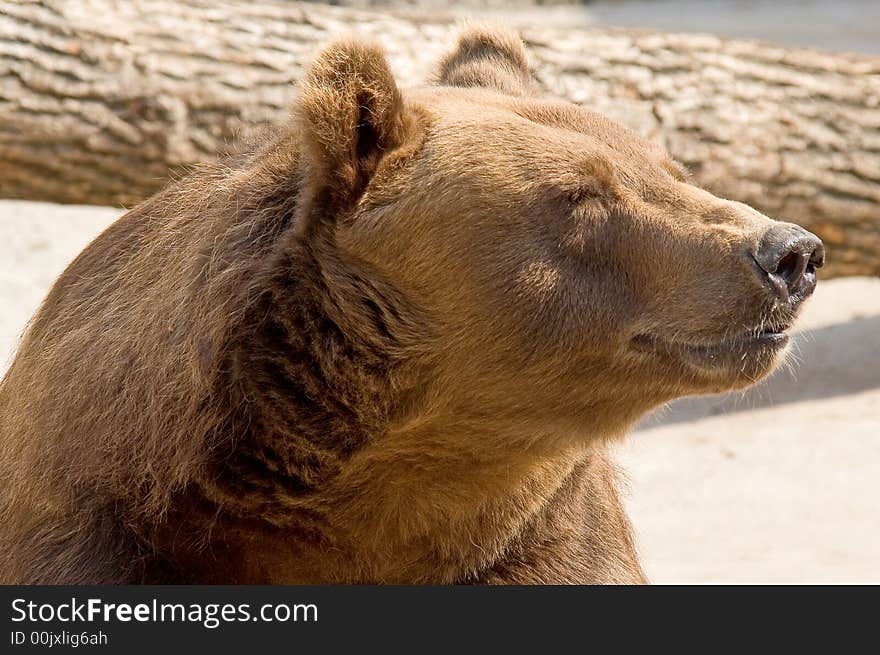 Brown bear 4