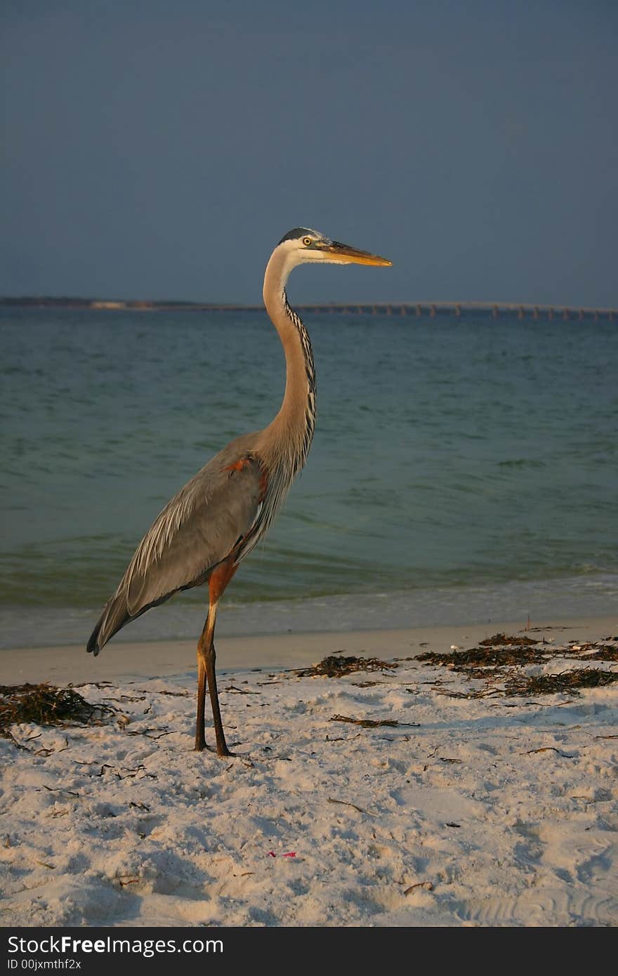 Great blue heron standing on the beach at the waters edge with a bridge in the background