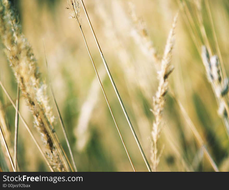 Stalks of grass on sunlight