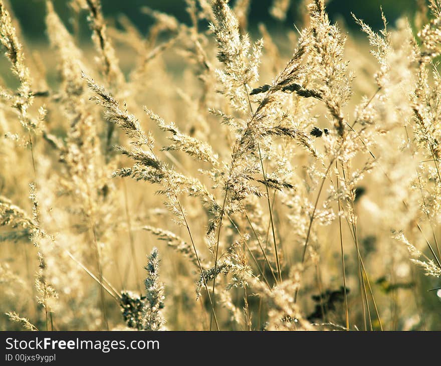 Thin light stem of grass on sun field background