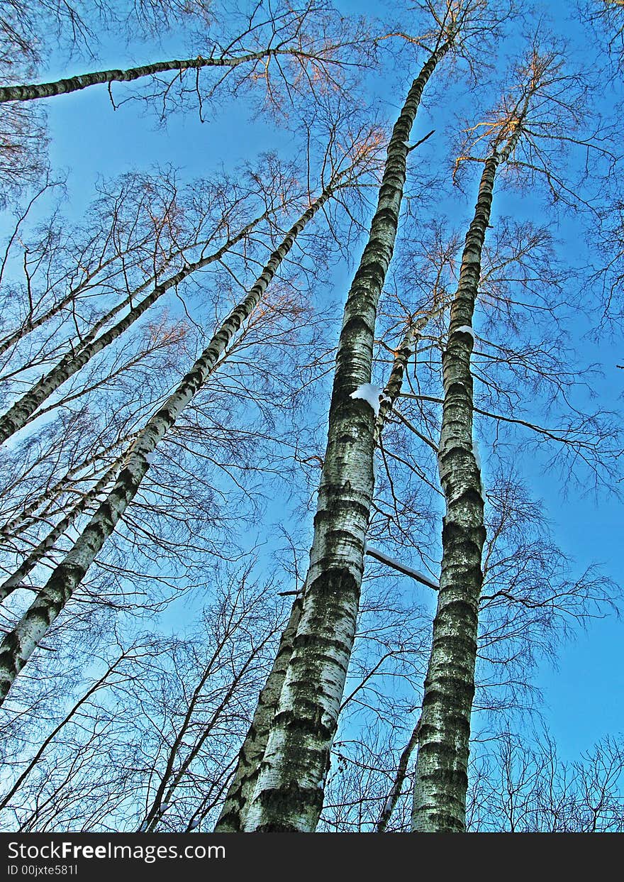 Winter trees in the forest on the sky background. Winter trees in the forest on the sky background