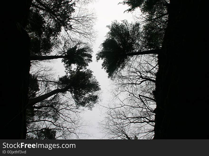 Looking up at trees from a canyon in Starved Rock, Illinois